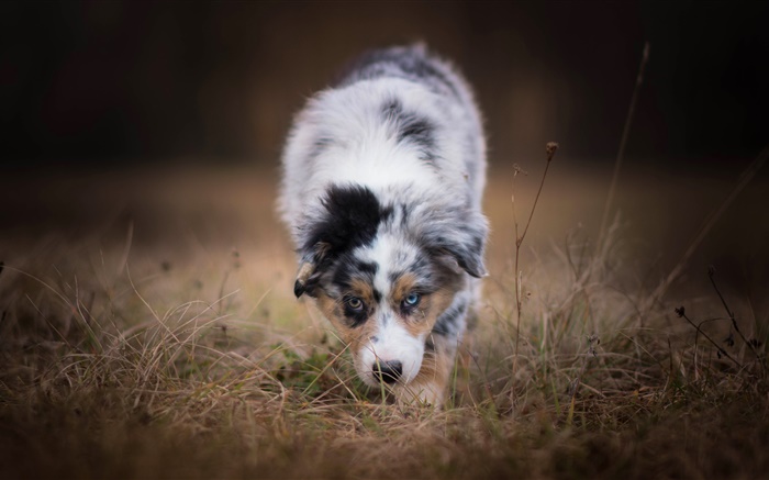 Australian shepherd dog, front view Wallpapers Pictures Photos Images