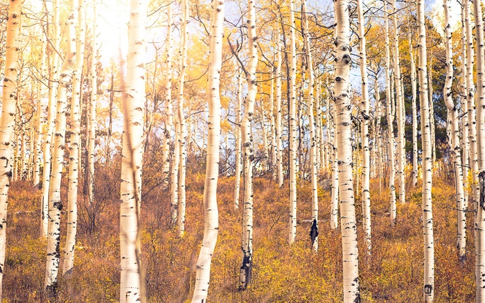 Autumn, birch forest, trees Wallpapers Pictures Photos Images