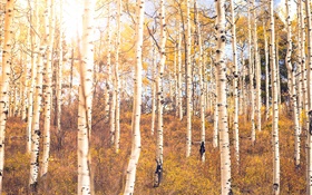 Autumn, birch forest, trees