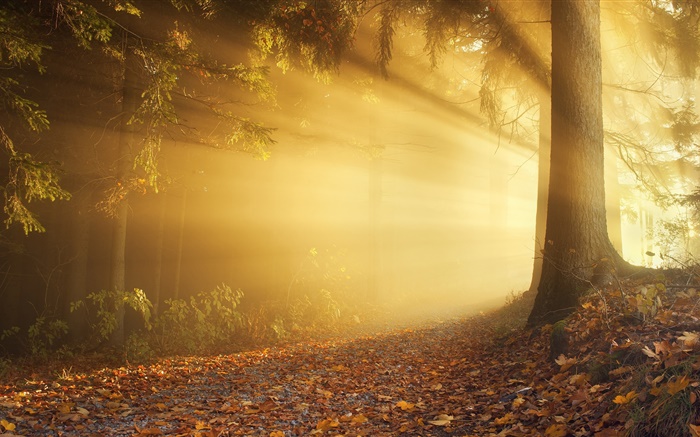 Autumn, forest, sun rays, fog, dawn Wallpapers Pictures Photos Images
