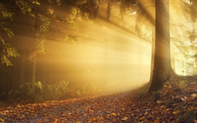 Autumn, forest, sun rays, fog, dawn HD wallpaper