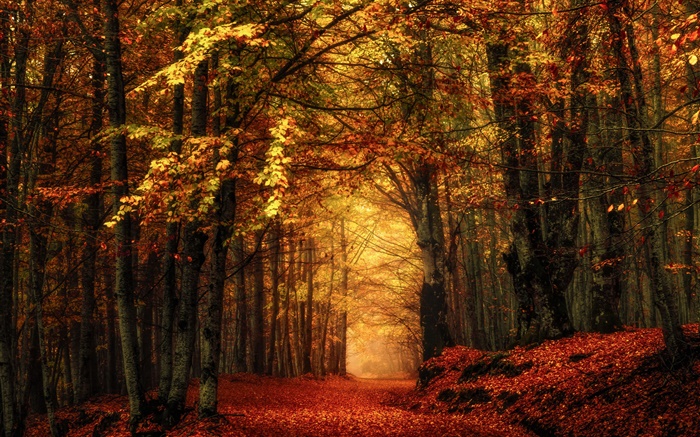 Autumn, forest, trees, red leaves Wallpapers Pictures Photos Images