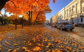 Autumn, trees, red maple leaves, street, Saint Petersburg HD wallpaper