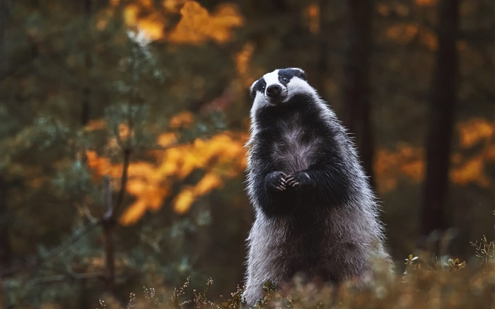 Badger, stand, look, cute animal Wallpapers Pictures Photos Images
