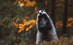 Badger, stand, look, cute animal HD wallpaper