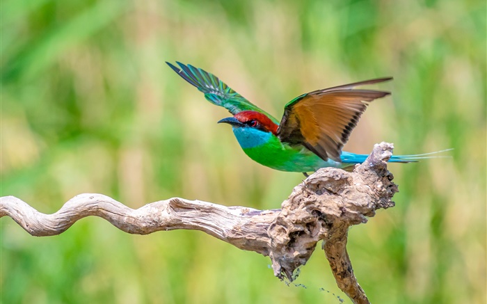 Beautiful green blue red feathers bird Wallpapers Pictures Photos Images