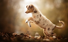 Cute dog, stand up HD wallpaper
