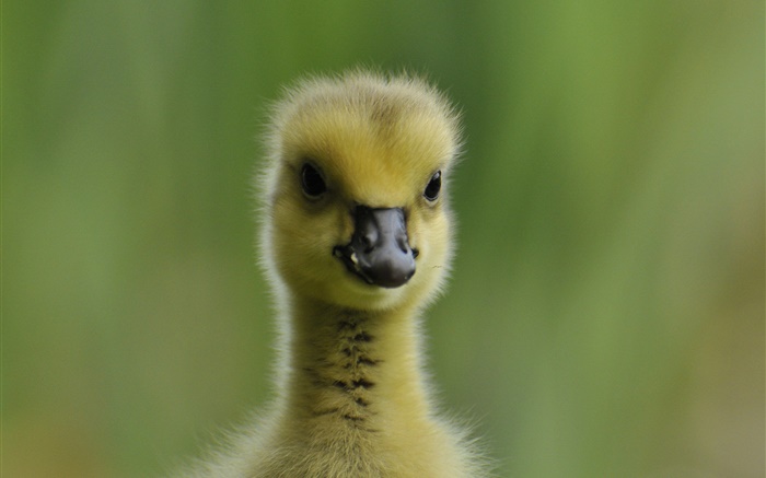 Cute duckling, fluffy Wallpapers Pictures Photos Images