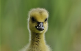 Cute duckling, fluffy