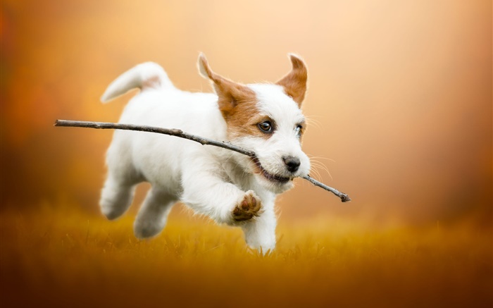 Cute white puppy running, dog Wallpapers Pictures Photos Images