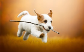 Cute white puppy running, dog