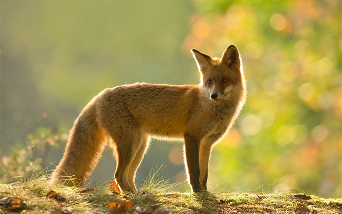 Fox, side view, look, autumn Wallpapers Pictures Photos Images