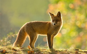 Fox, side view, look, autumn