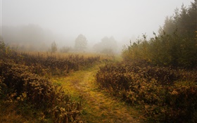 Morning, autumn, fog, trees HD wallpaper