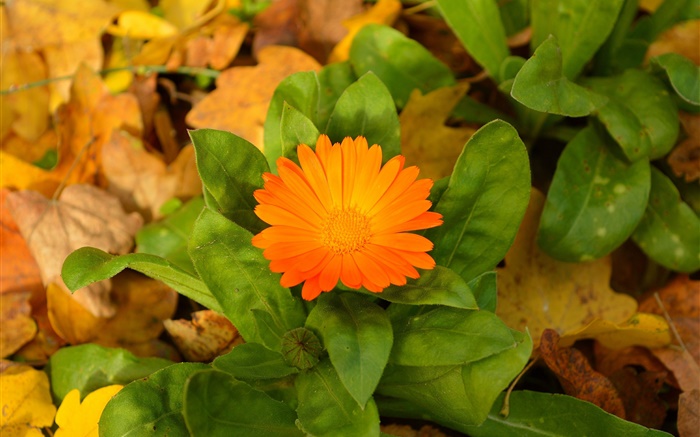 Orange flower, green leaves Wallpapers Pictures Photos Images