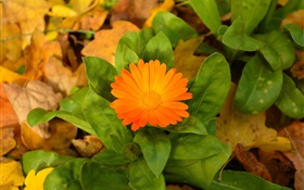 Orange flower, green leaves HD wallpaper