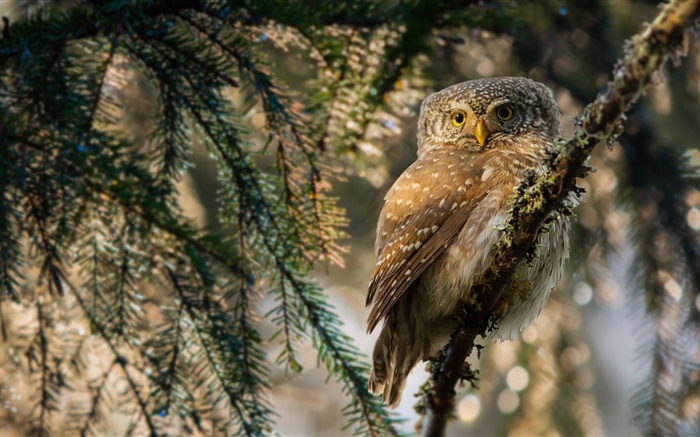 Owl, bird, twigs, look Wallpapers Pictures Photos Images