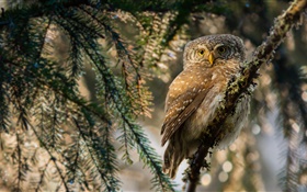 Owl, bird, twigs, look HD wallpaper
