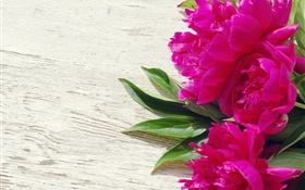 Pink peony flowers, green leaves