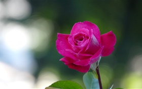 Pink rose close-up, petals HD wallpaper