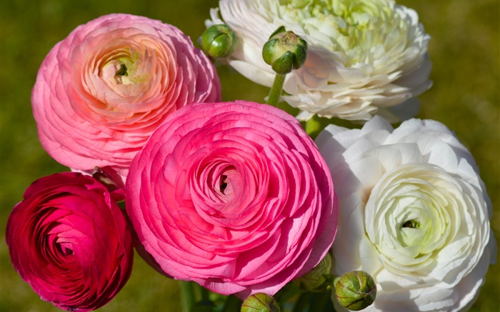 Pink white flowers, ranunculus Wallpapers Pictures Photos Images