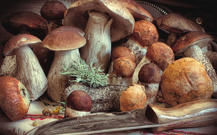 Some mushrooms, food Wallpapers Pictures Photos Images