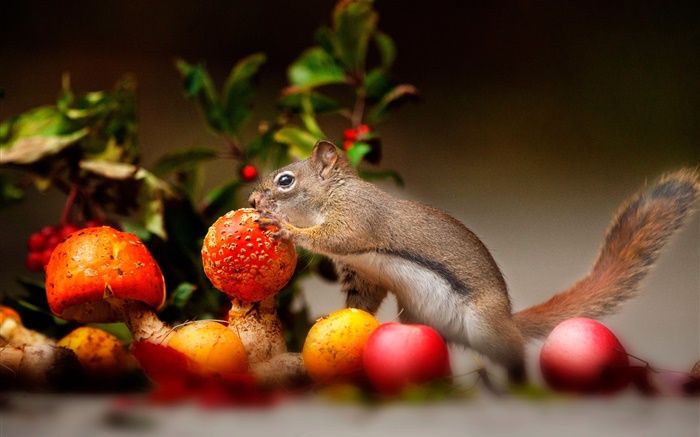 Squirrel, mushroom, apples Wallpapers Pictures Photos Images