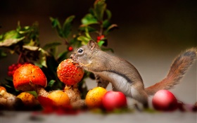 Squirrel, mushroom, apples