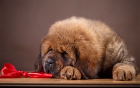 Tibetan Mastiff, dog HD wallpaper