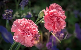 Two carnation flowers, water droplets