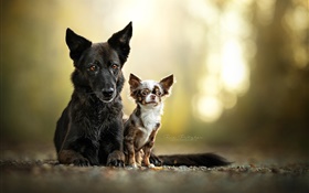 Two dogs, friends HD wallpaper