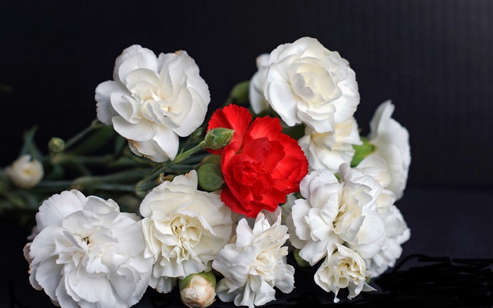 White and red roses, black background Wallpapers Pictures Photos Images