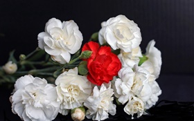 White and red roses, black background HD wallpaper