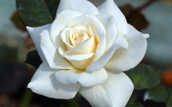 White rose, petals Wallpapers Pictures Photos Images