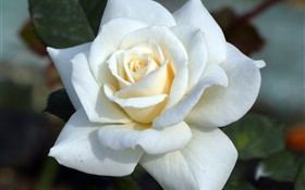 White rose, petals HD wallpaper