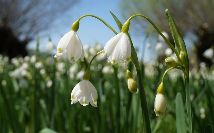 White snowdrops, flowers Wallpapers Pictures Photos Images