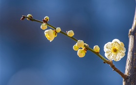 Yellow plum flowers in spring HD wallpaper