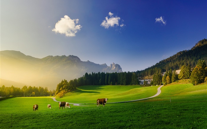 Alps, green meadow, cow, mountains, trees, sun rays Wallpapers Pictures Photos Images