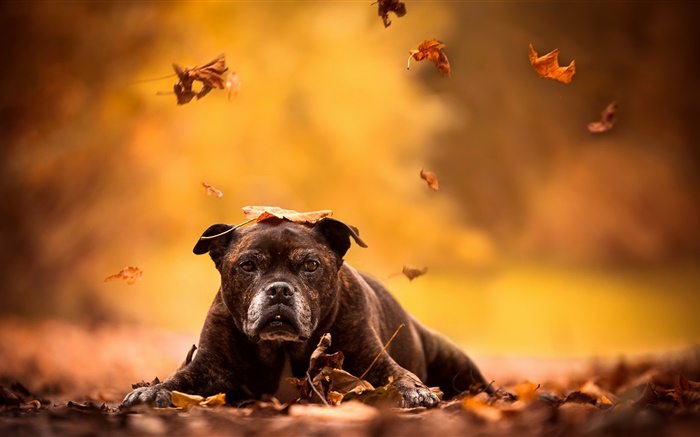 Black dog, red leaves, autumn Wallpapers Pictures Photos Images