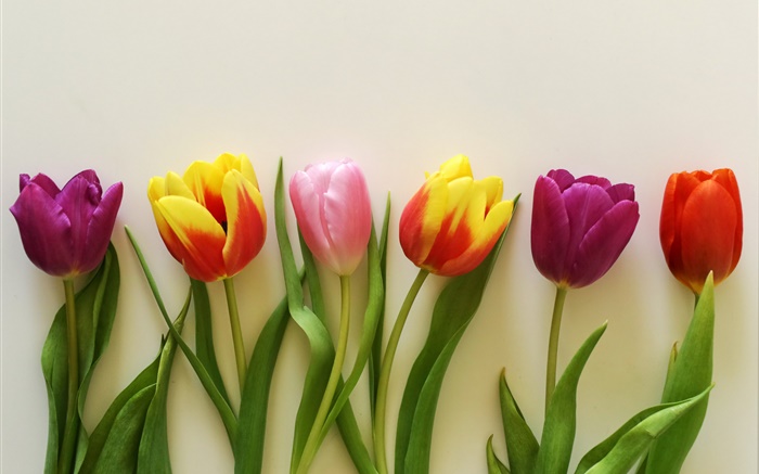 Colorful tulips, red, pink, purple Wallpapers Pictures Photos Images