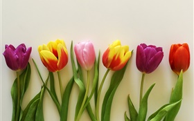 Colorful tulips, red, pink, purple