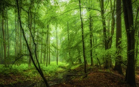 Forest, trees, green, morning HD wallpaper