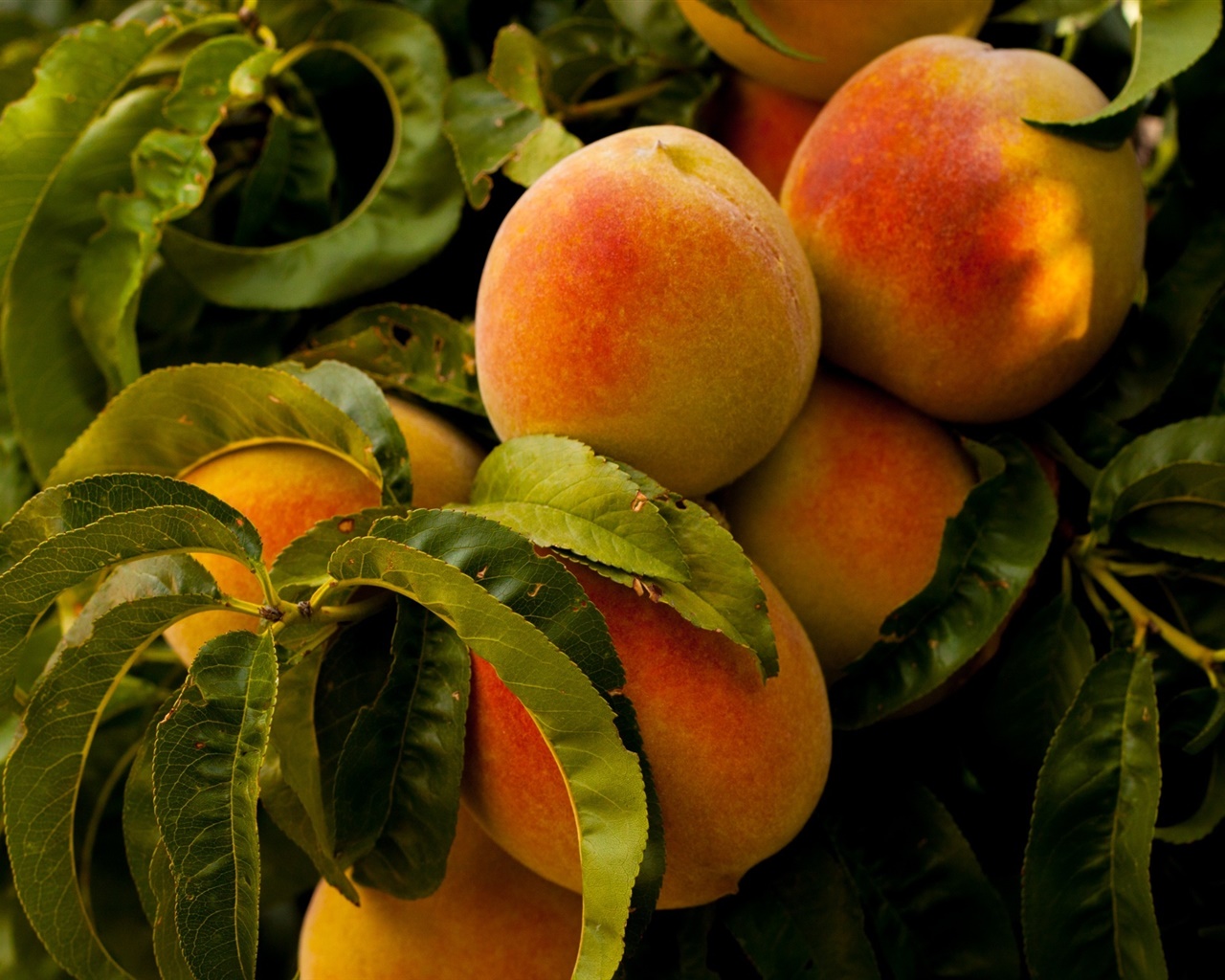 Fruit, peaches, leaves 1280x1024 wallpaper