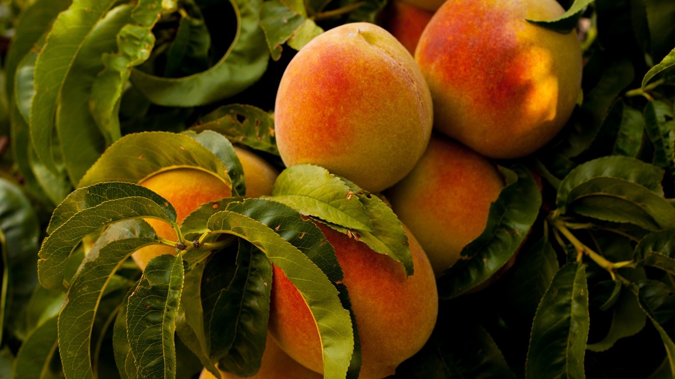 Fruit, peaches, leaves 1366x768 wallpaper