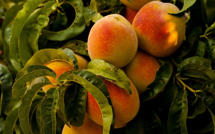 Fruit, peaches, leaves Wallpapers Pictures Photos Images
