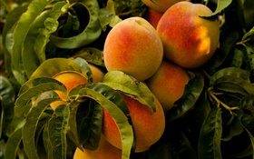 Fruit, peaches, leaves HD wallpaper