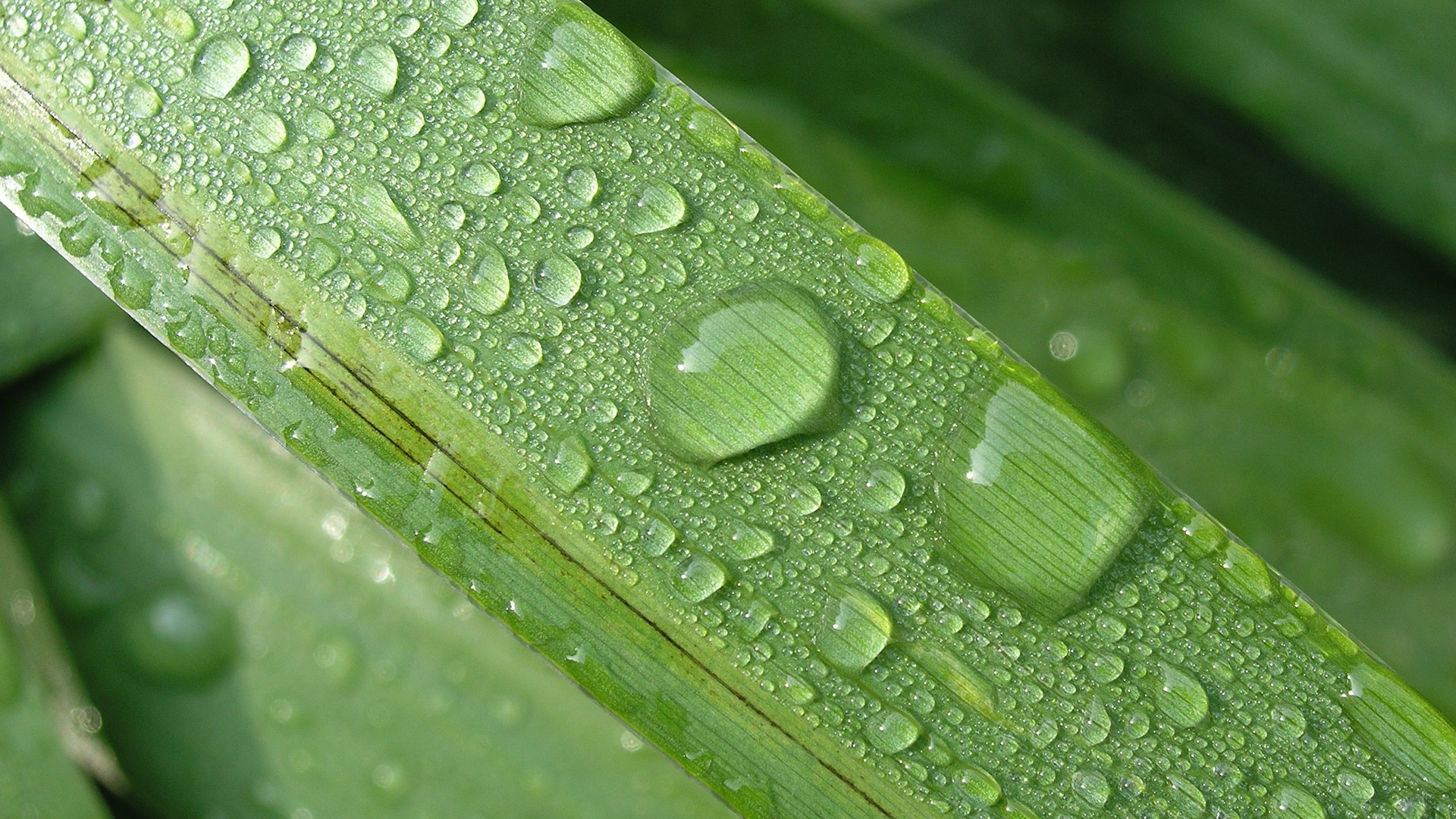 Grass leaves, water droplets 1920x1080 wallpaper