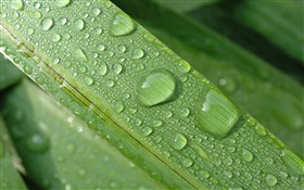 Grass leaves, water droplets