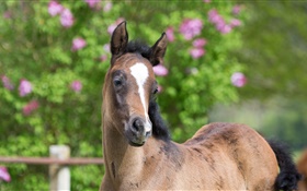 Horse, foal, look HD wallpaper