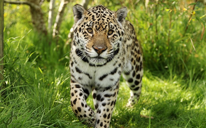 Jaguar walk to you, grass Wallpapers Pictures Photos Images